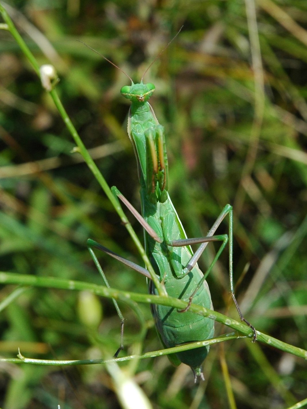 Mantidi da identificare 2006